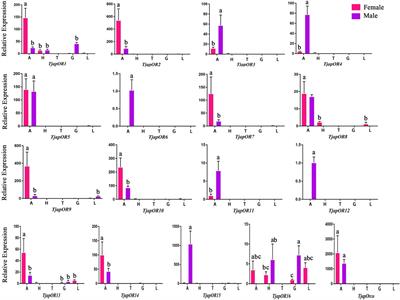 Identification and expression profile analysis of chemosensory genes in pine needle gall midge, Thecodiplosis japonensis (Diptera: Cecidomyiidae)